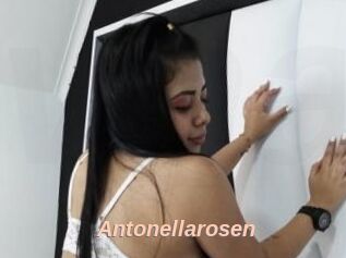 Antonellarosen