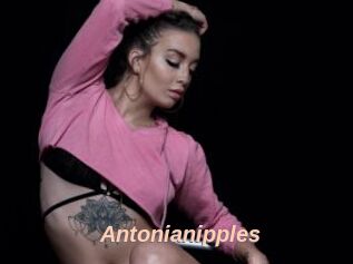 Antonianipples
