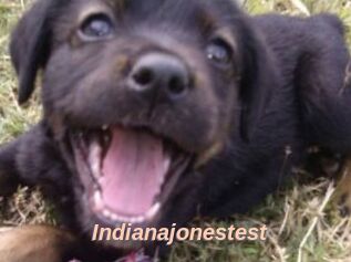 Indianajonestest